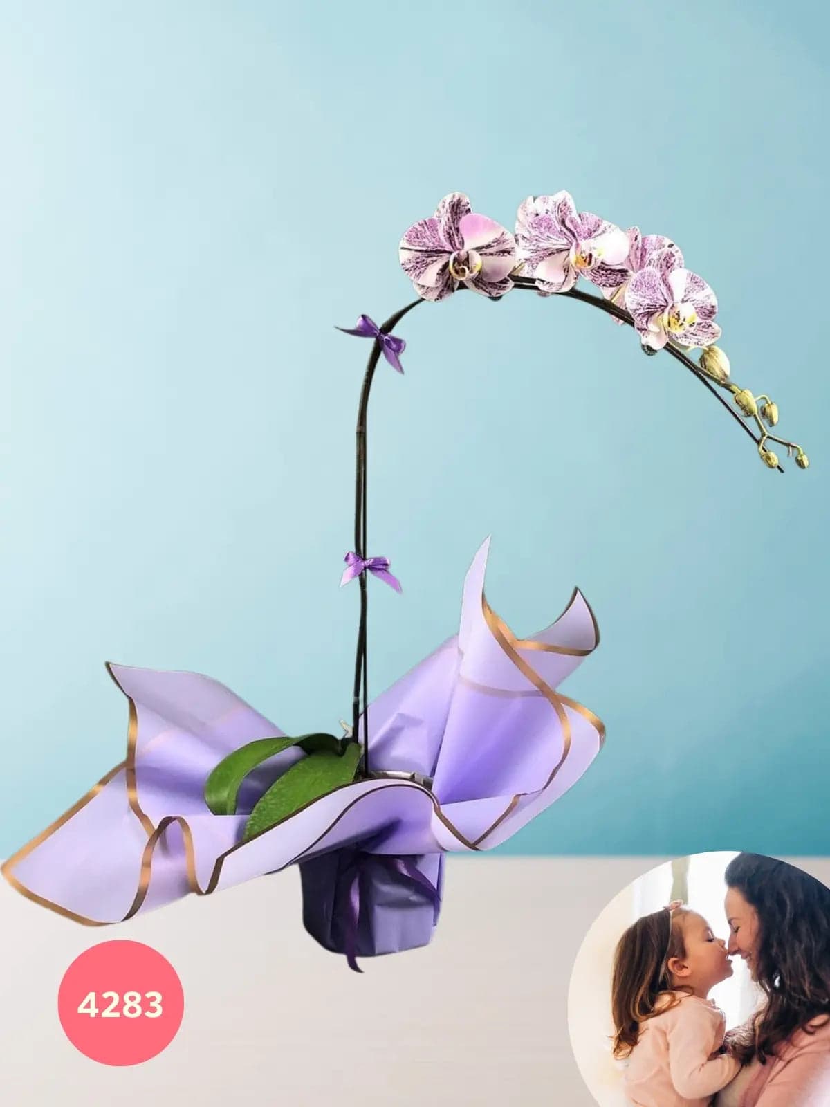 Arreglo Orquídea Phalaenopsis Doble Tallo CDMX