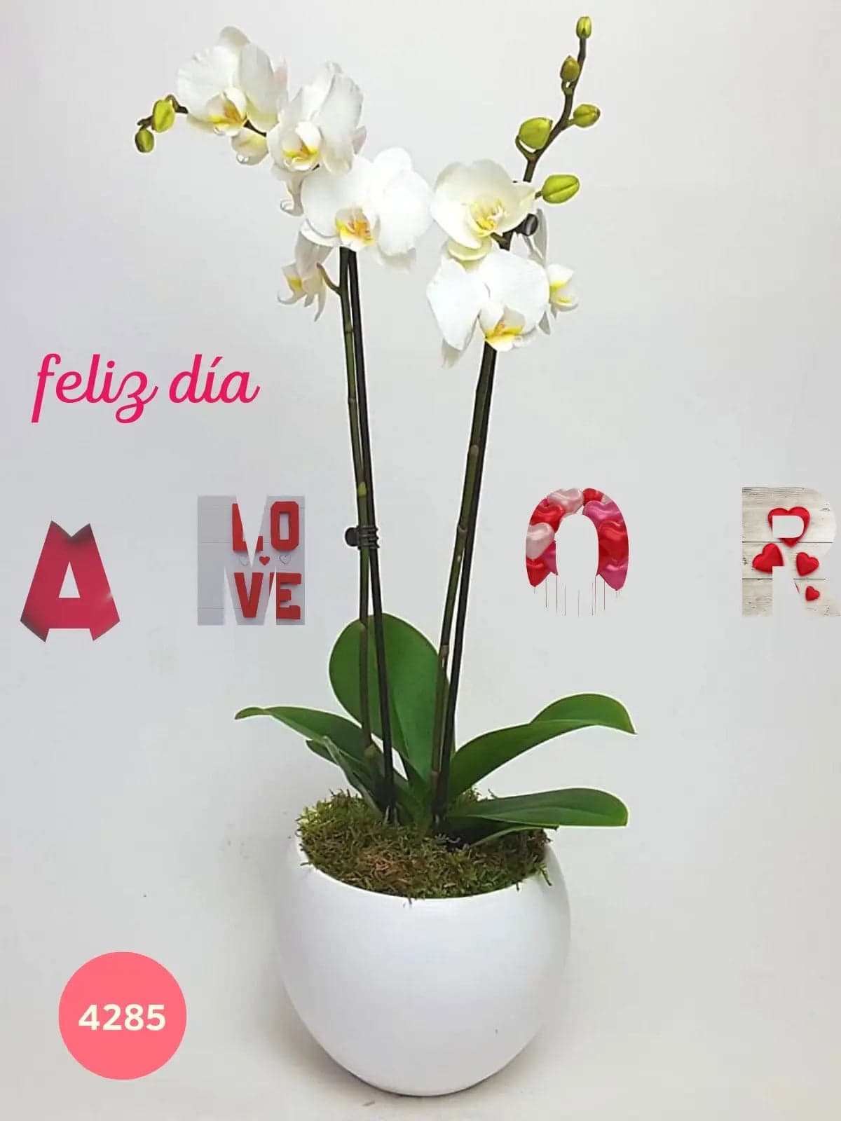 Orquídea Phalaenopsis Blanca Doble Tallo CDMX