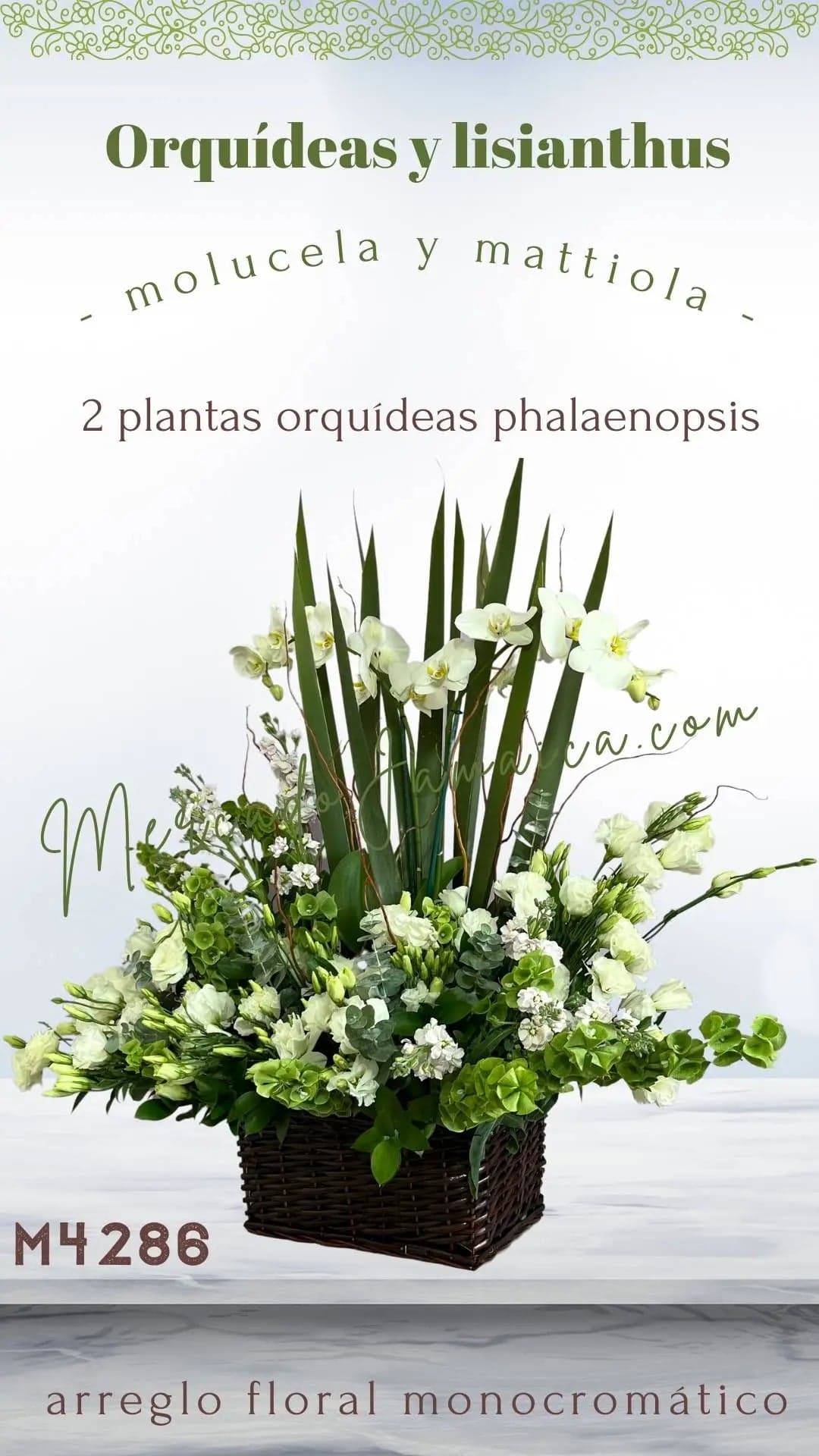 Arreglo 2 Orquídeas Phalaenopsis Blancas CDMX