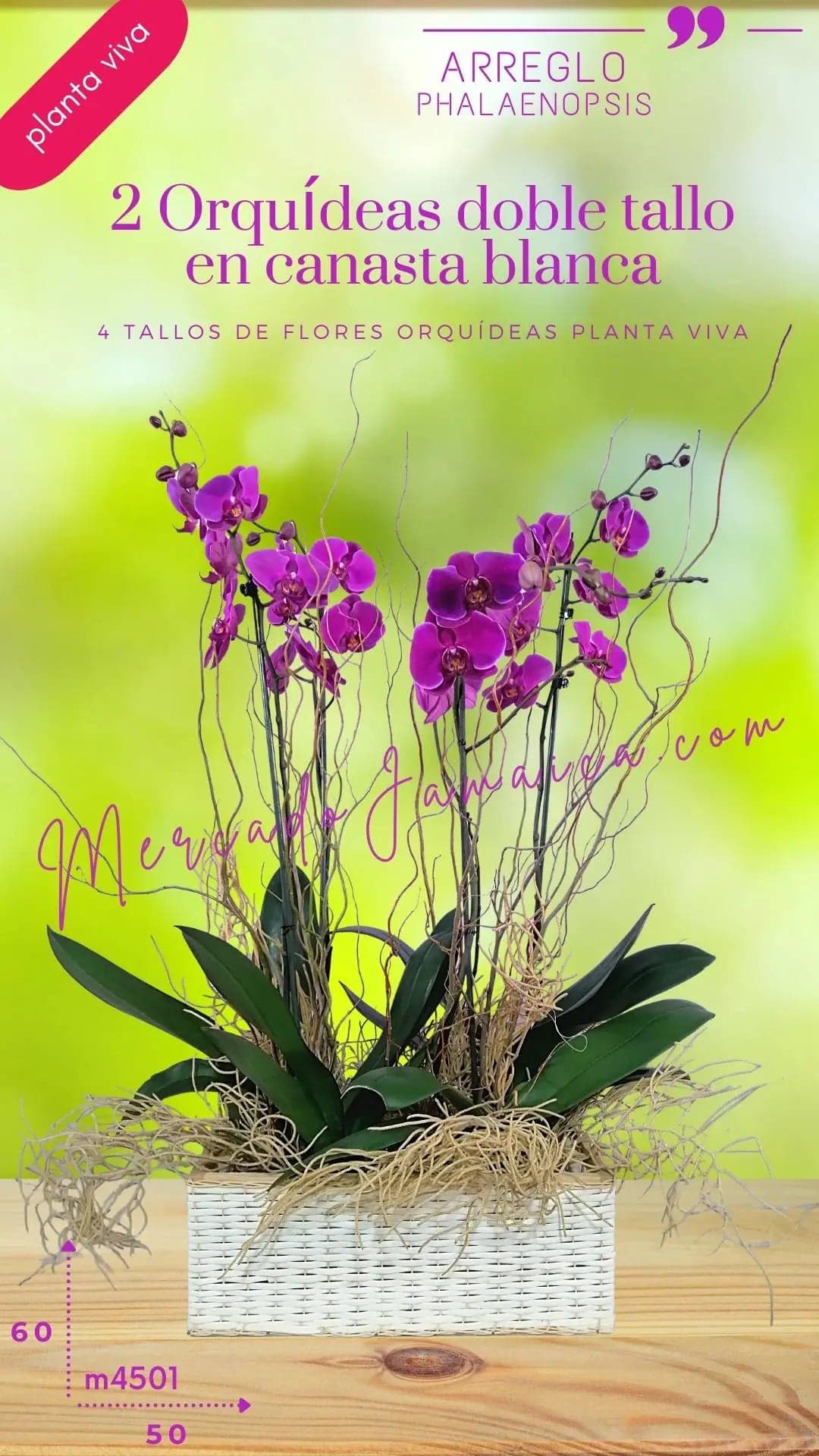 2 Orquídeas Phalaenopsis Lila en Canasta CDMX