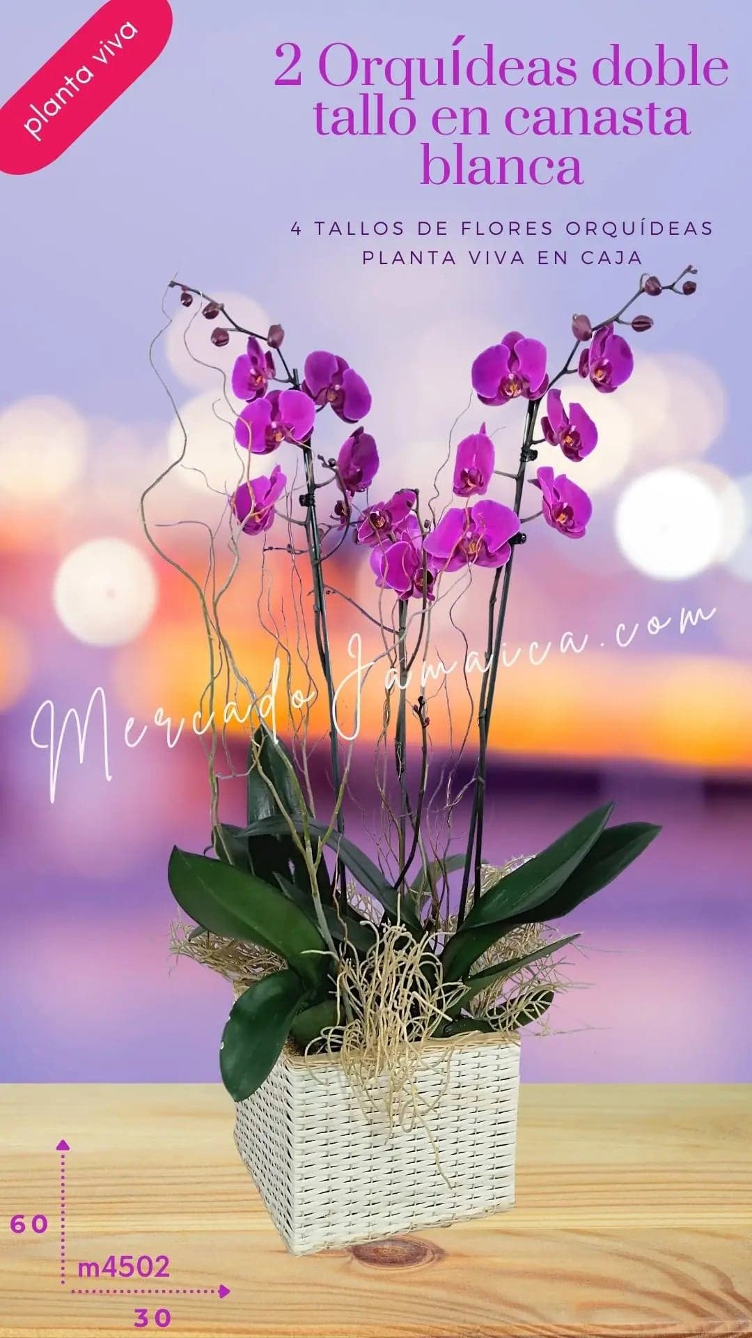 2 Orquídeas Phalaenopsis Lila en Canasta CDMX