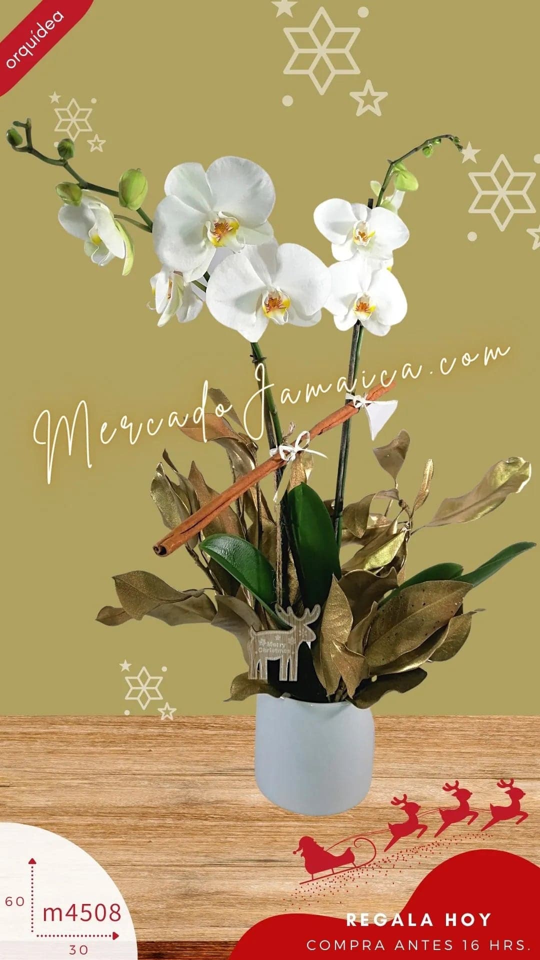 Orquídea Doble Tallo Blanca Navidad – CDMX