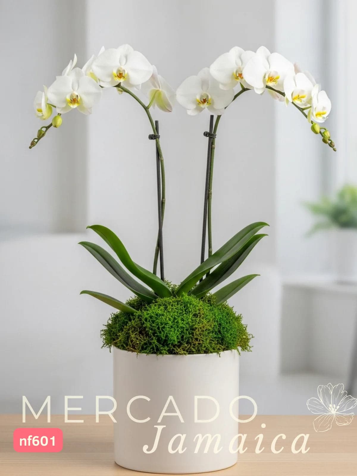Orquídea Phalaenopsis en cerámica · CDMX