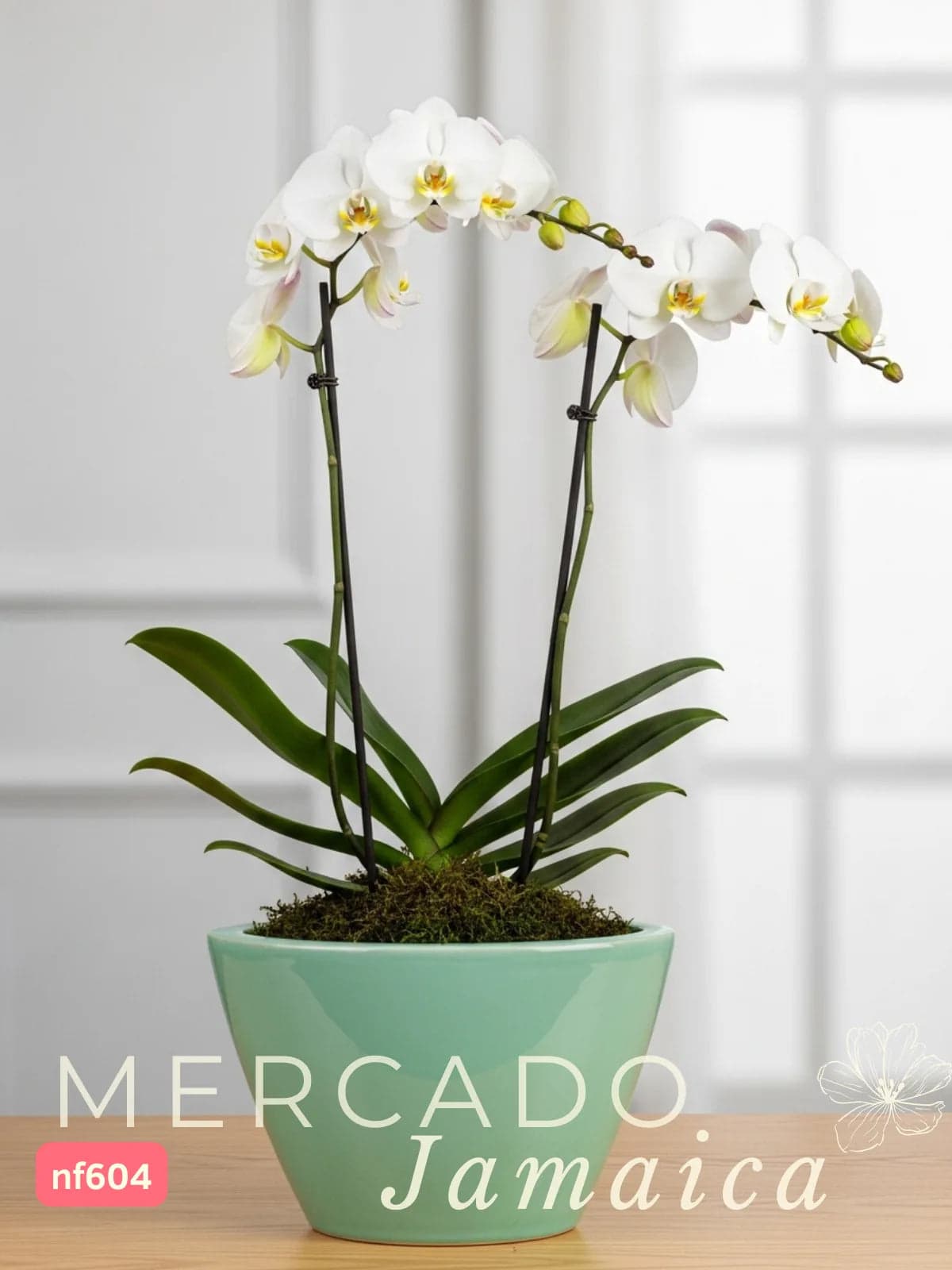 Orquídea Phalaenopsis en Cerámica Rústica CDMX