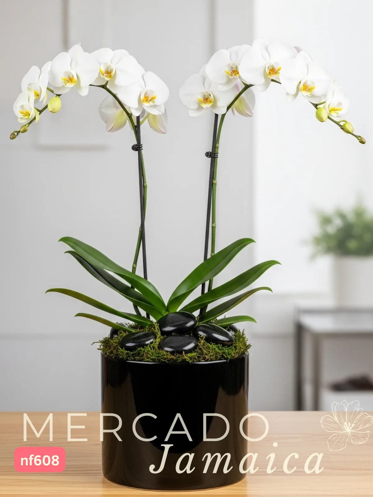 Orquídea Phalaenopsis en Florero Cerámica · CDMX