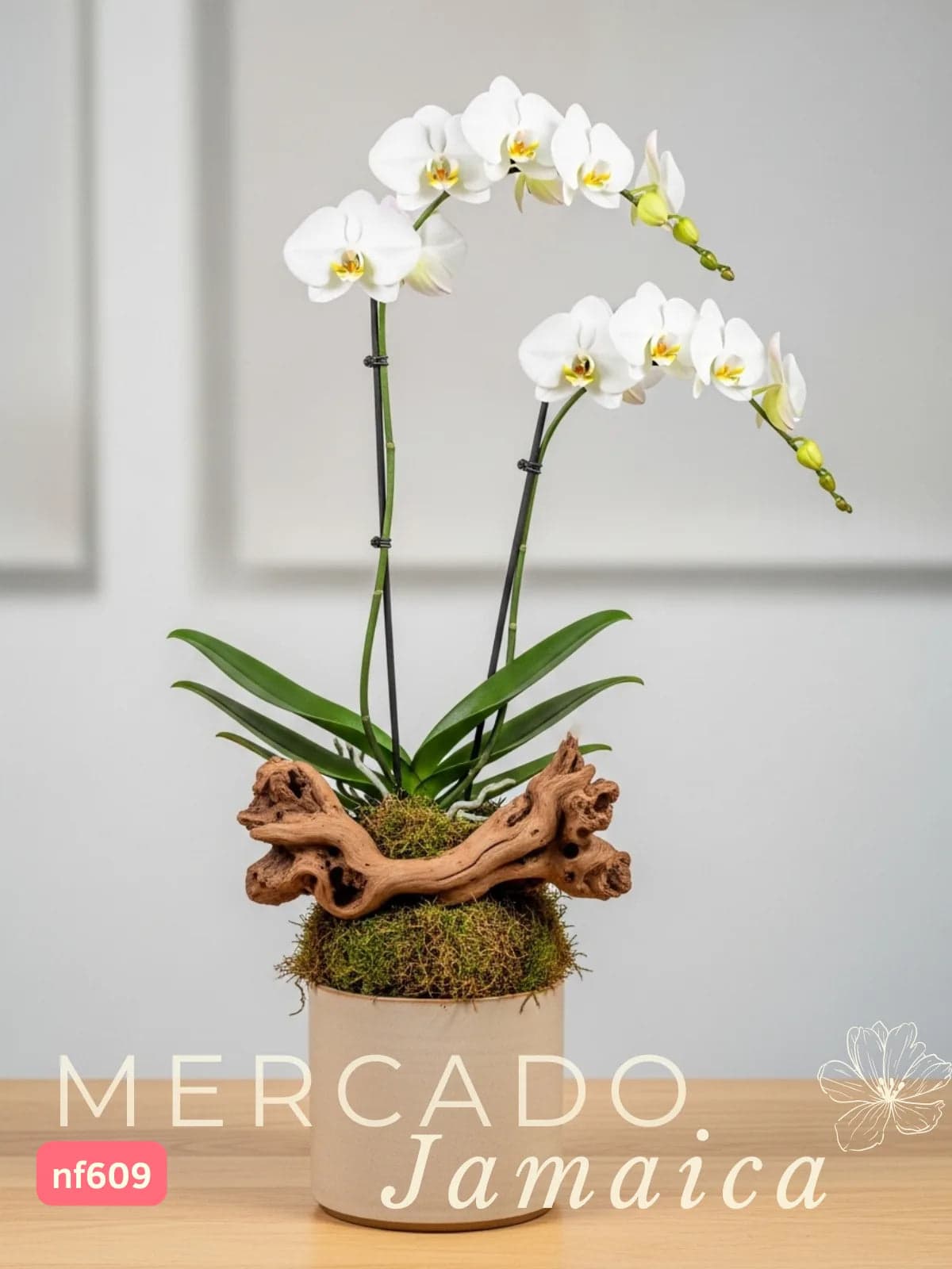 Orquídea Phalaenopsis en Cuerno de Alce CDMX