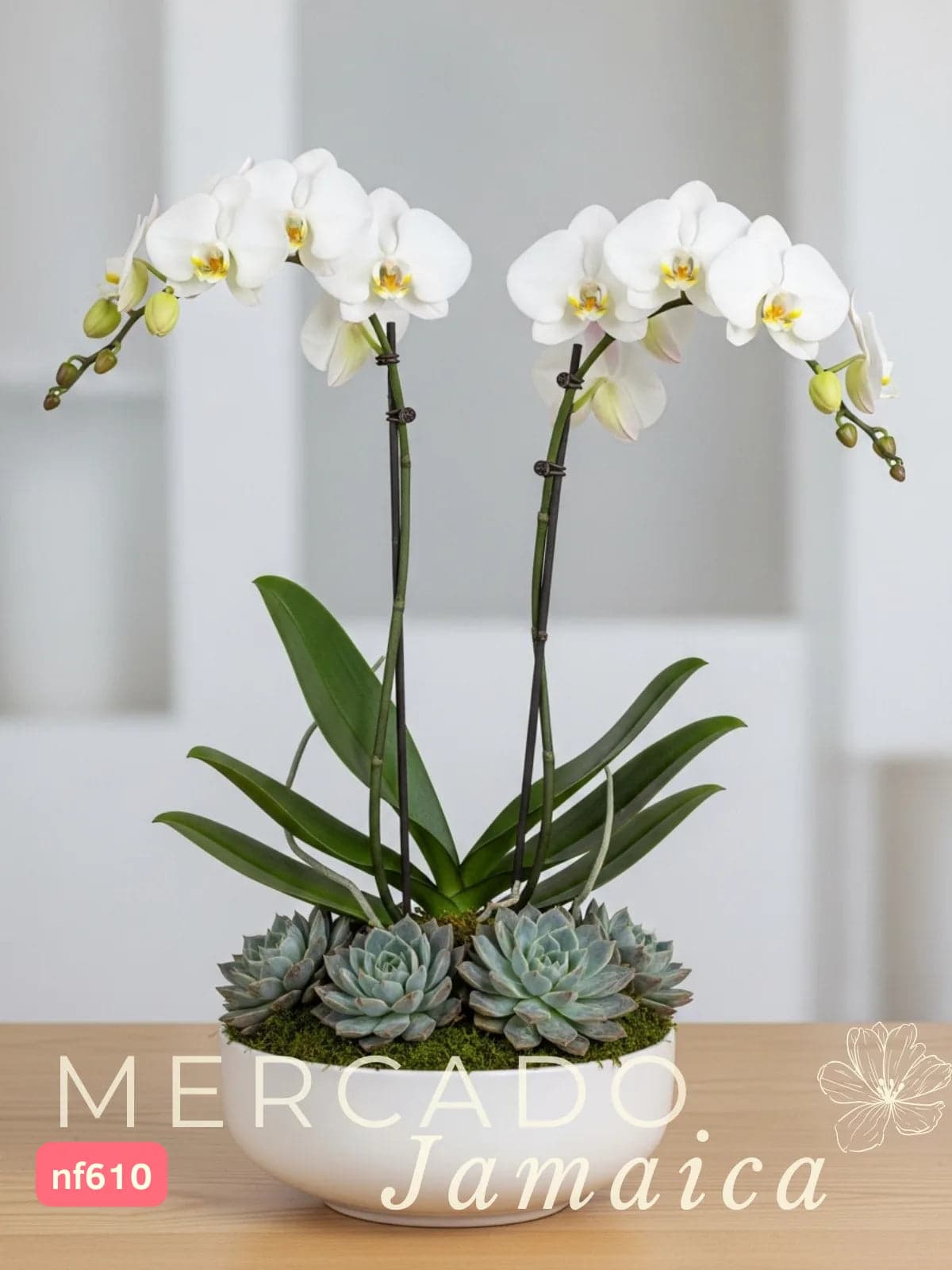 Arreglo Orquídea Phalaenopsis y Suculentas CDMX