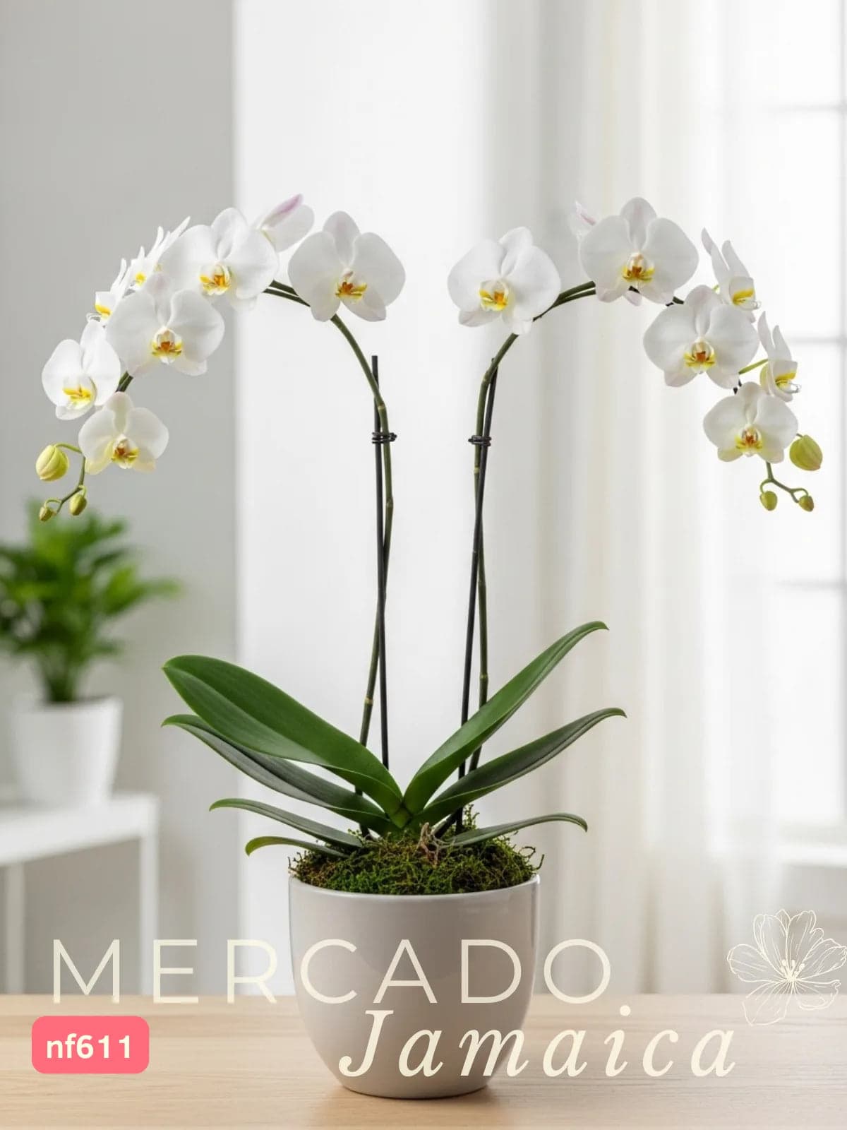 Orquídea Phalaenopsis en Florero Cerámica CDMX