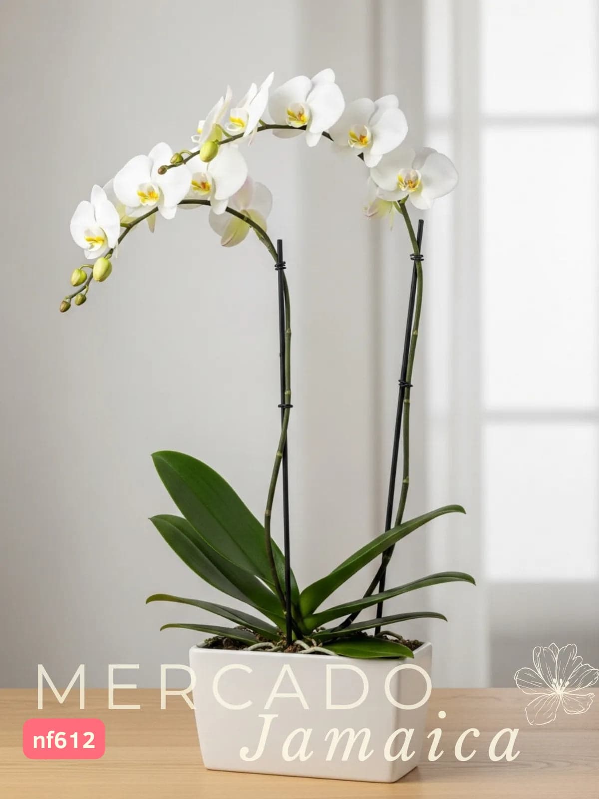 Orquídea Phalaenopsis en Florero Cerámica CDMX