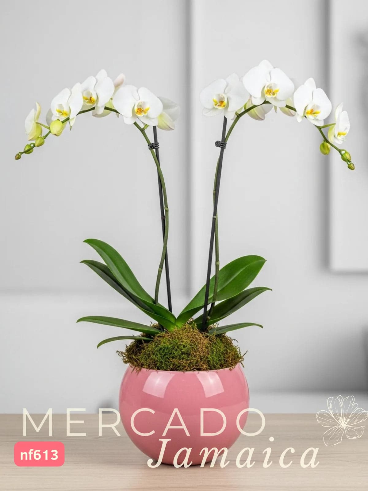 Orquídea Phalaenopsis Rosa en Cerámica – CDMX