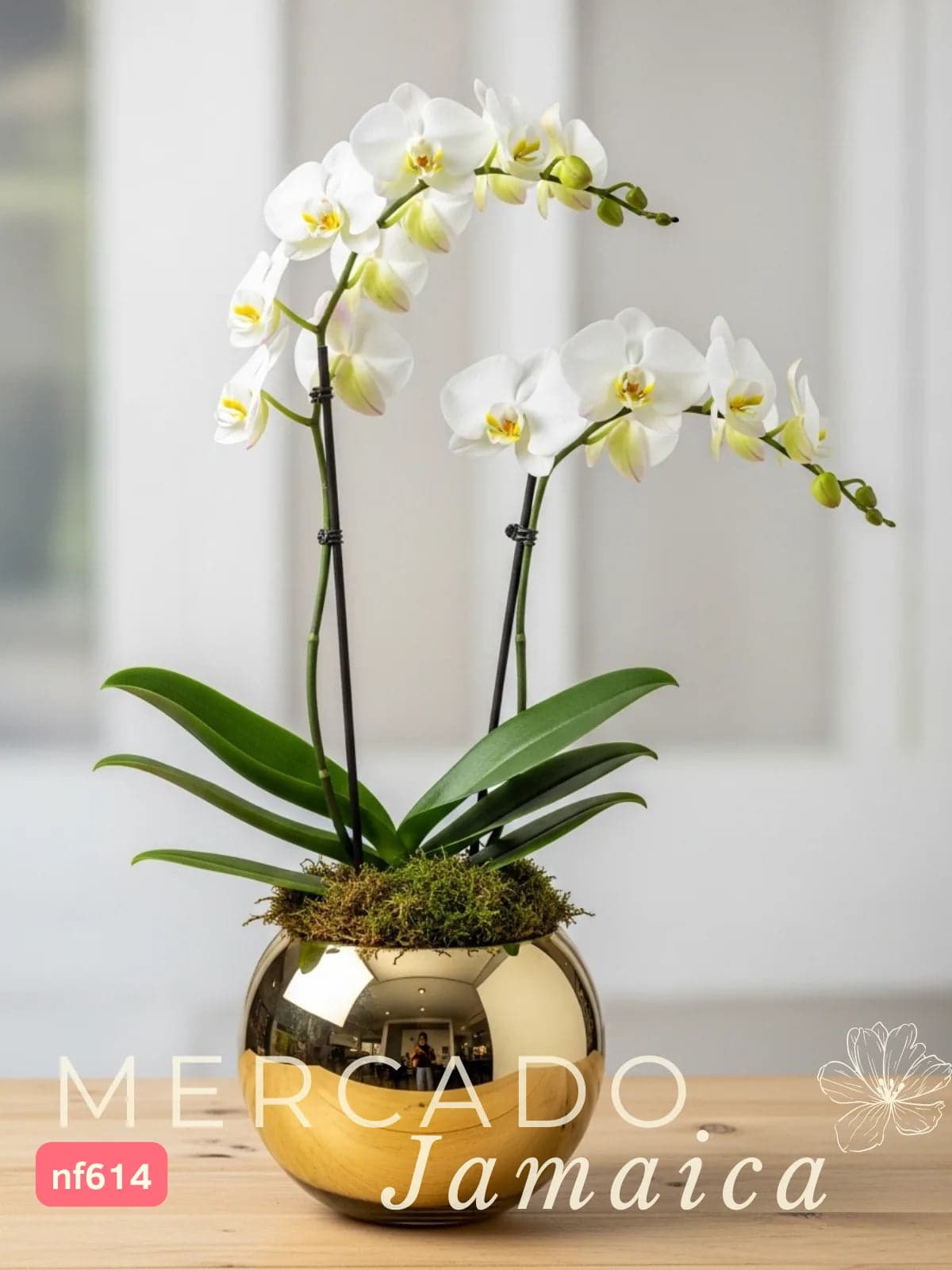 Orquídea Phalaenopsis en Cerámica · CDMX