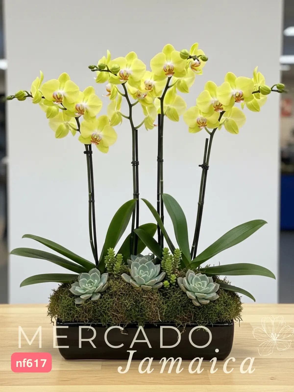 2 Orquídeas Phalaenopsis con Suculentas · CDMX