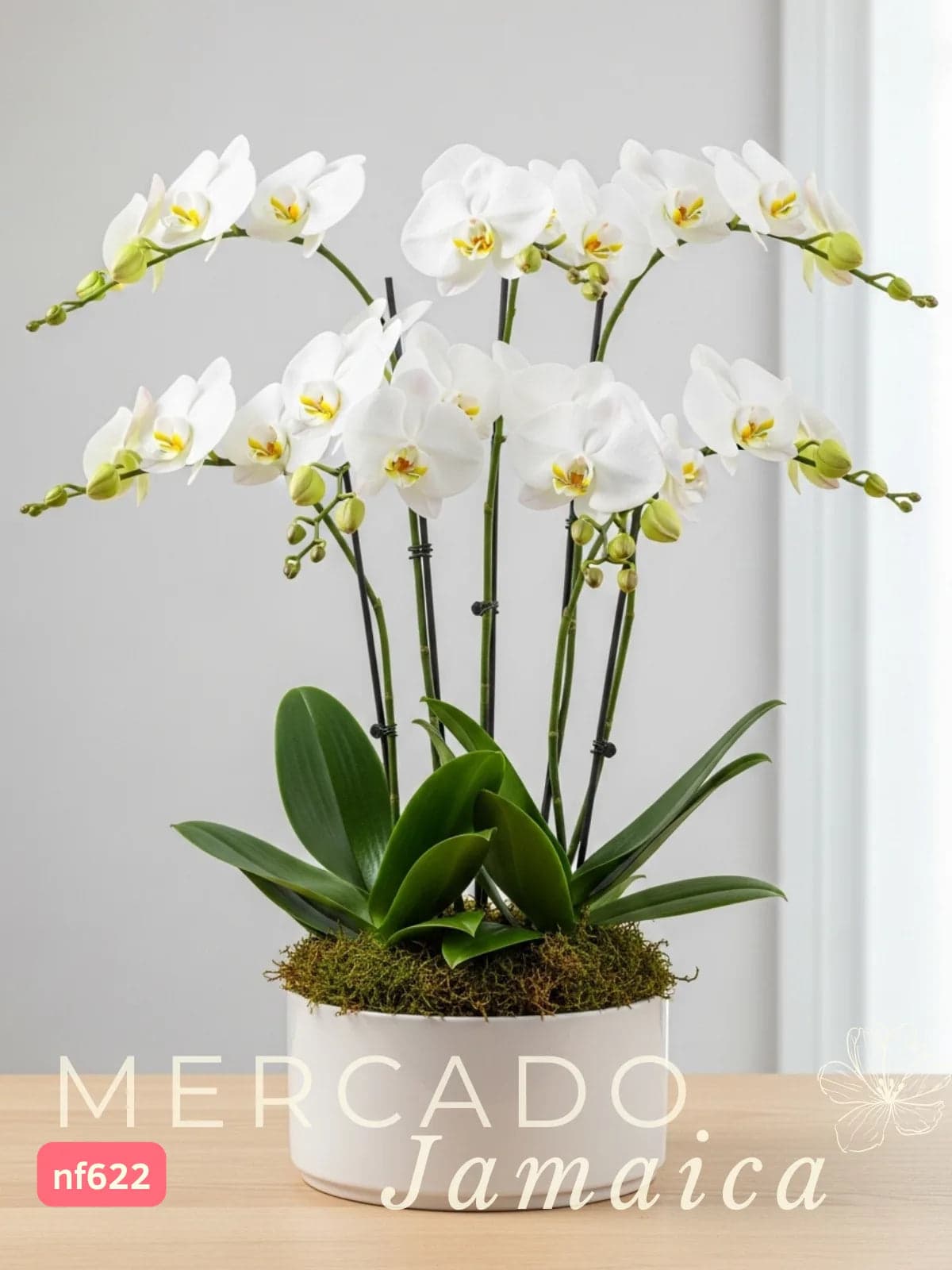 Arreglo 3 Orquídeas Blancas Phalaenopsis CDMX