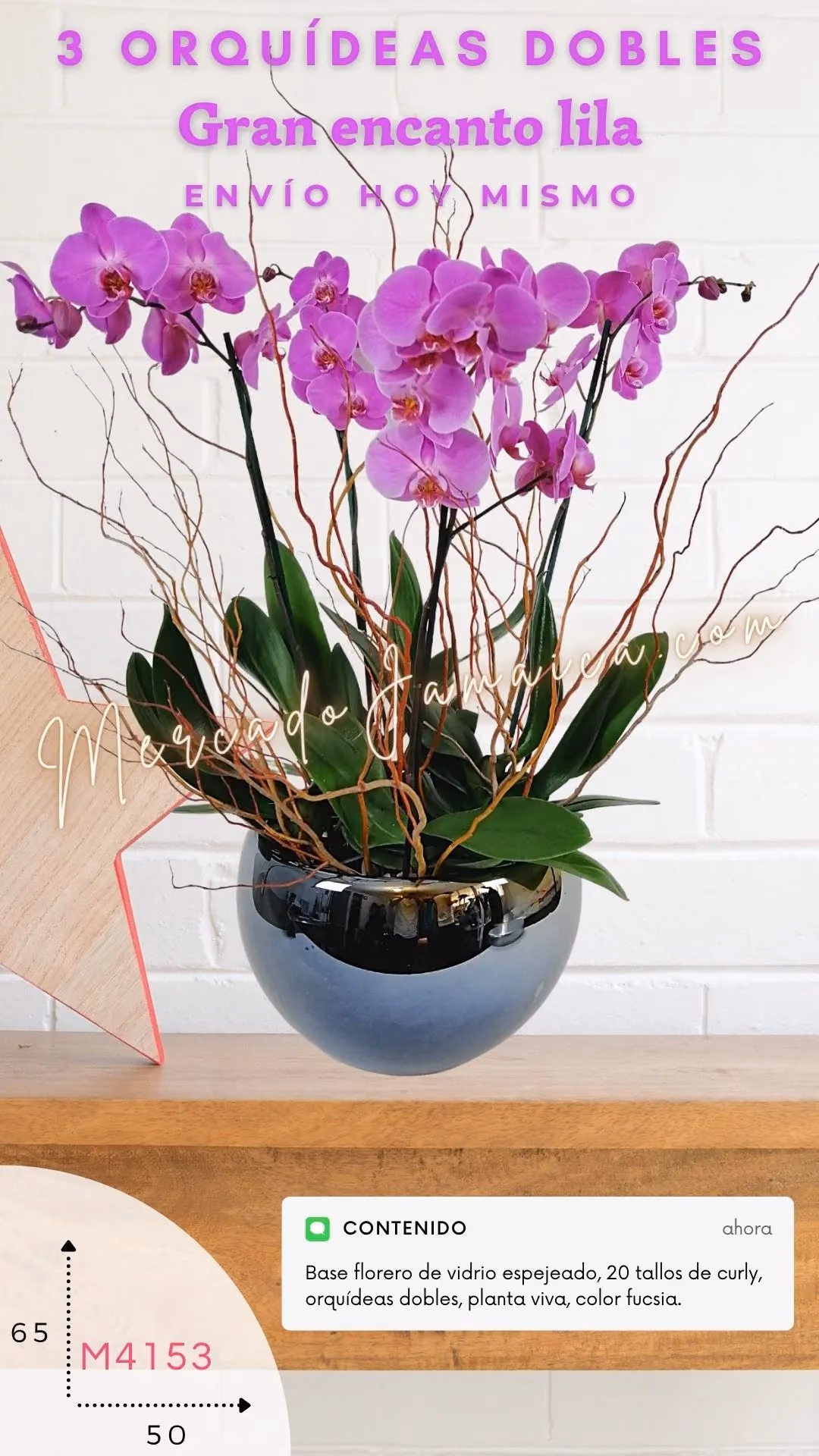 3 Orquídeas Phalaenopsis Lila Doble Tallo CDMX