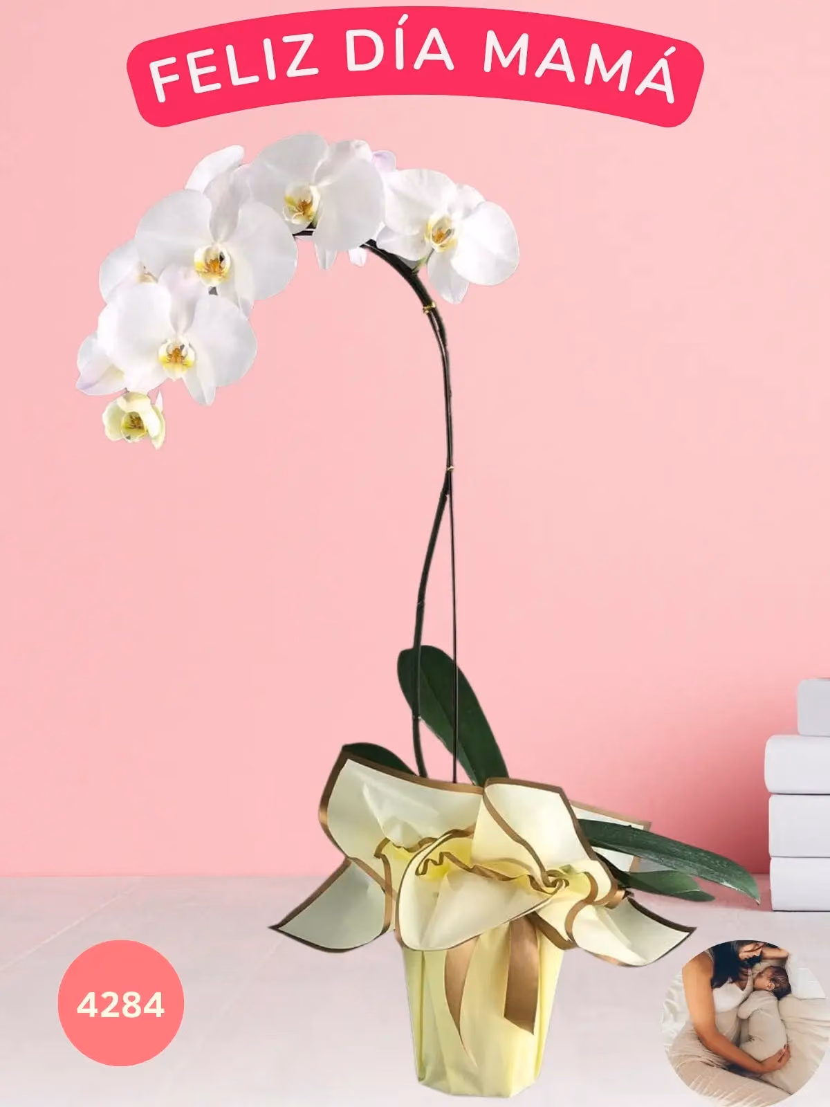Orquídea Phalaenopsis Doble Tallo · Día de Madres CDMX