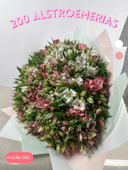 200 Alstroemerias Bello Encanto