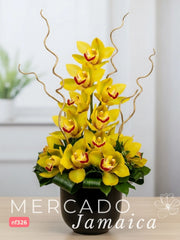 Sol y Elegancia: Orquídea Amarilla con Varas de Curly