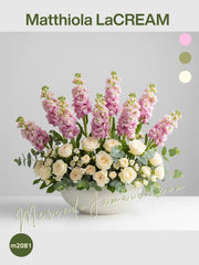 Matthiola LaCREAM