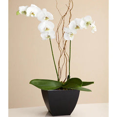 Arreglo Floral