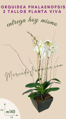 Arreglo Floral