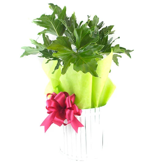 Arreglo Floral
