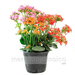 Arreglo Floral