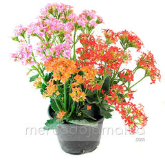 Arreglo Floral