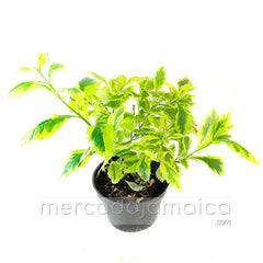 Arreglo Floral