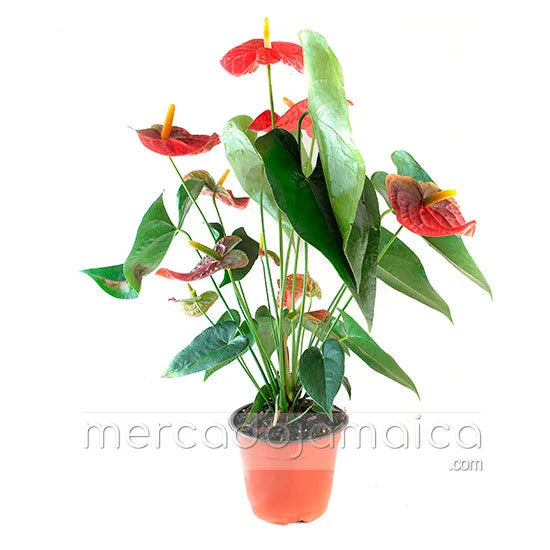 Arreglo Floral