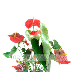 Arreglo Floral