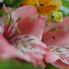 Ramo con Alstroemerias Blancas Rojas y Amarillas Fantasy !