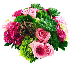 Rosas Circular Amore