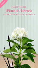 Arreglo Floral
