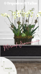 Canasta Fúnebre Elegante con Orquídeas Blancas y Suculenta