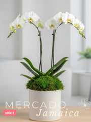 La orquídea del día