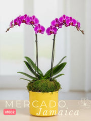 Orquídeas que alegran el corazón