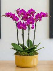 Sin Moderación Arreglo con Orquídeas