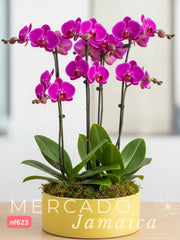 Sin Moderación Arreglo con Orquídeas