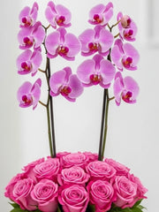 Elegancia Pink Nido con Rosas