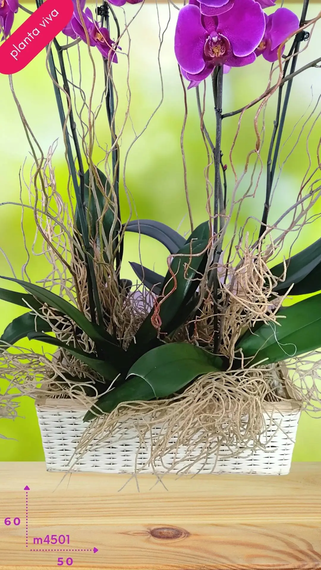 Orquídea viva doble decorada con follajes naturales