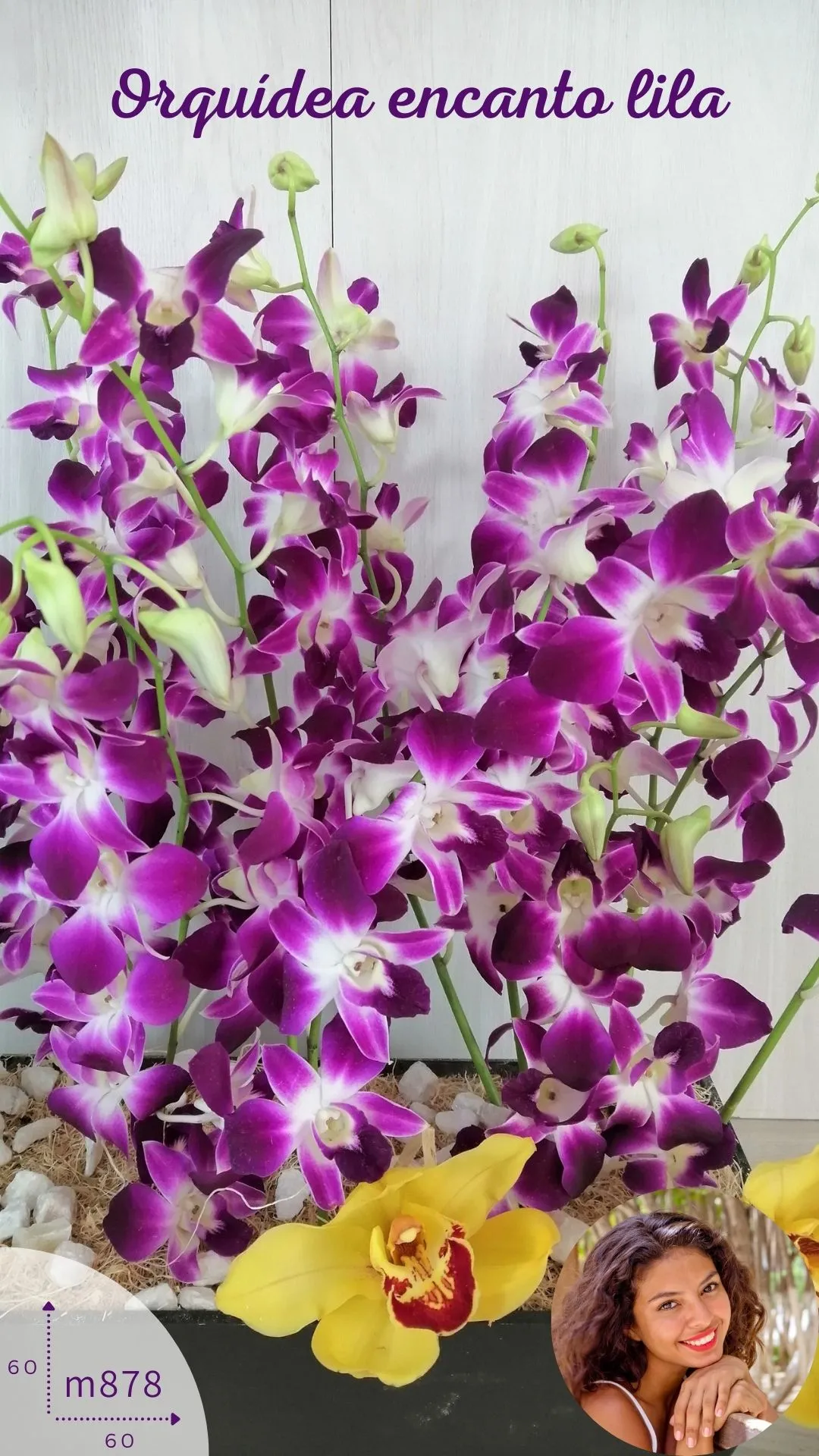 Orquídeas Naturales a Domicilio Mi Corazón Late - Florería conflores